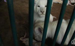 FOTO: AA / Mali, slatki, ali opasni: Nakon 20 godina rođena tri mladunca bijelog lava